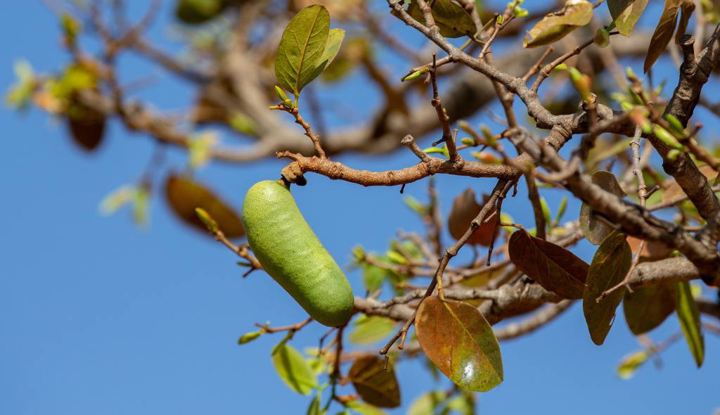 Fruto de jatobá ainda verde em galho com folhas parcialmente marrons.