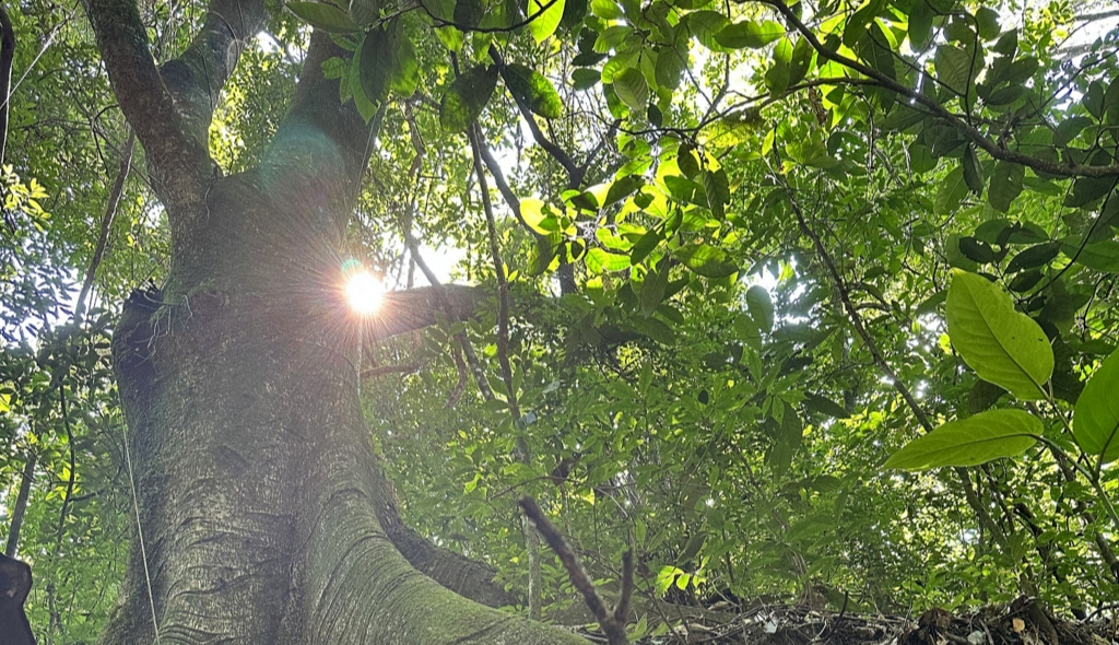Árvore de jatobá adulta no meio de uma floresta.