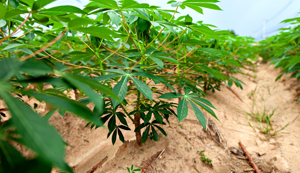 Plantação de mandioca com foco para o solo e suas folhas verdes.