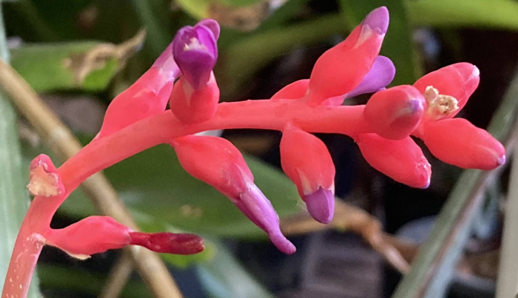 Bromélia Caroá com suas inflorescências em formato de cacho e coloração rosa.