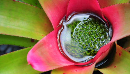 Bromélias: conheça cinco espécies e como cuidar desta planta