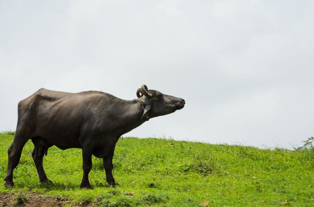 Búfalos: conheça o potencial produtivo da raça Murrah