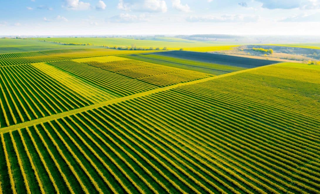 Imagem aérea de campo cultivado com cultura perene