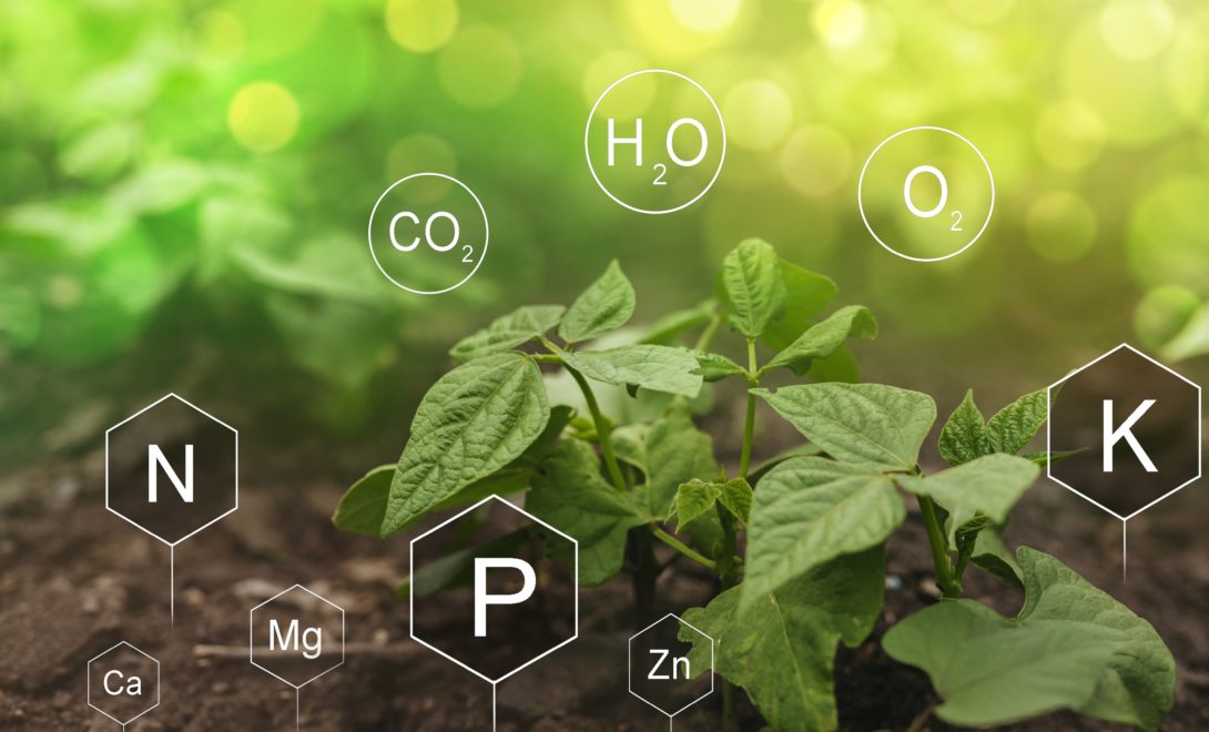 Plantas no solo com imagens indicando nutrientes como nitrogênio, fósforo e potássio