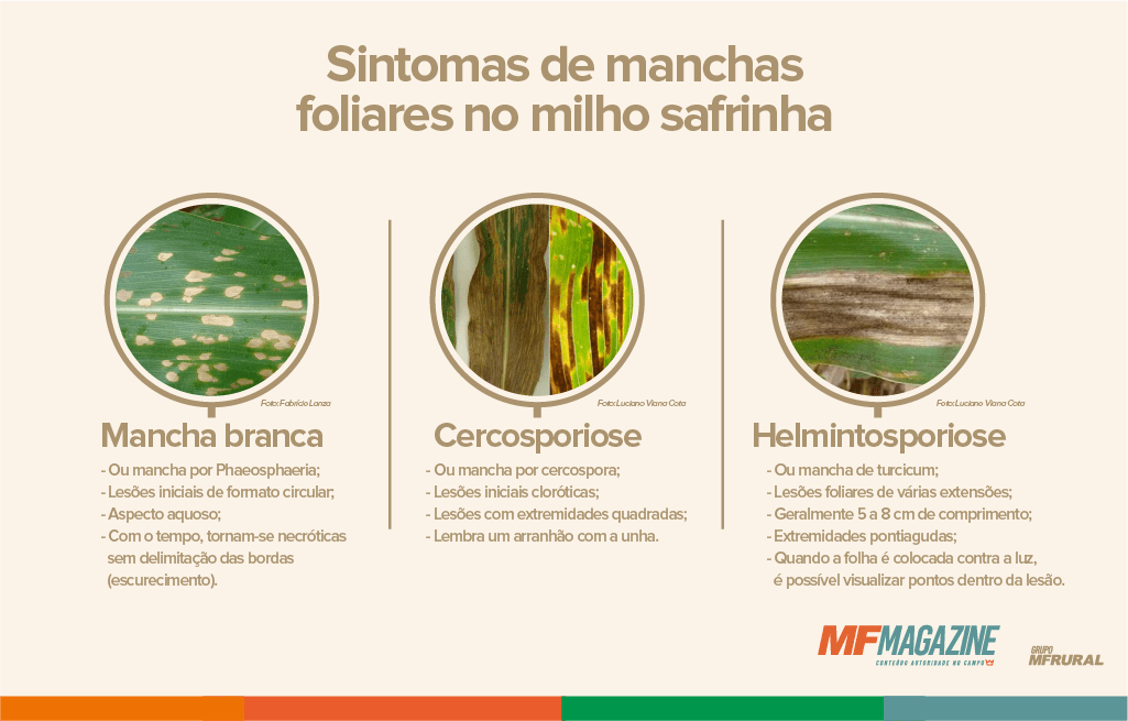 Comparativo entre os sintomas de manchas foliares no milho safrinha
