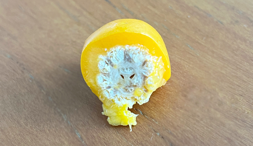 Fruto da cajazeira cortado ao meio, mostrando o endocarpo com detalhes