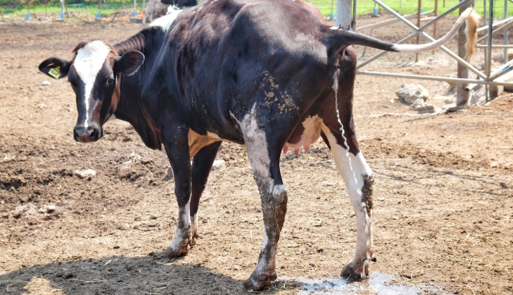 Vaca contaminando o ambiente por meio da urina com a bactéria leptospira
