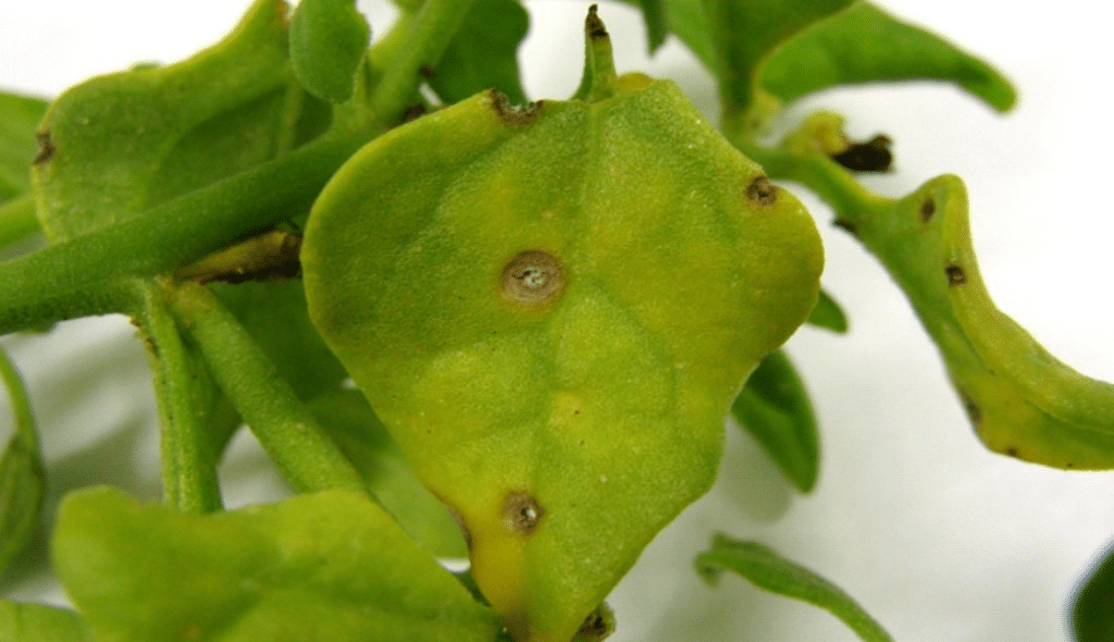 Folha de espinafre com sintomas de cercosporiose, ou seja, manchas circulares e amarronzadas nas folhas, com o centro deprimido e coloração acinzentada
