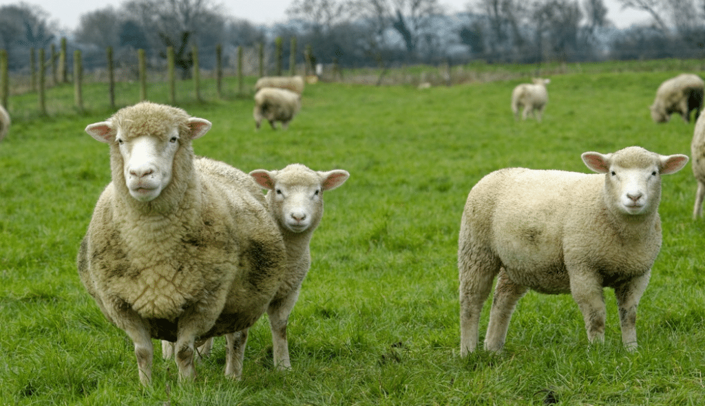 Ovelha Poll Doset com seus carneiros em torno
