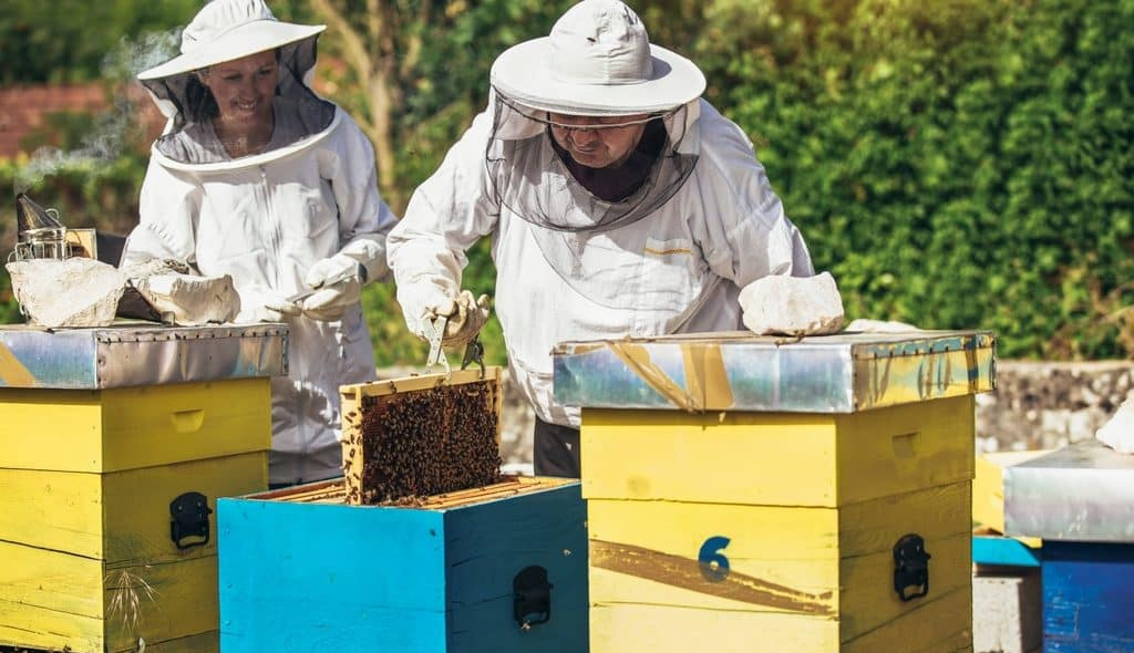Homem e mulher vestidos com roupas de proteção para apicultura, manipulando caixas de abelha