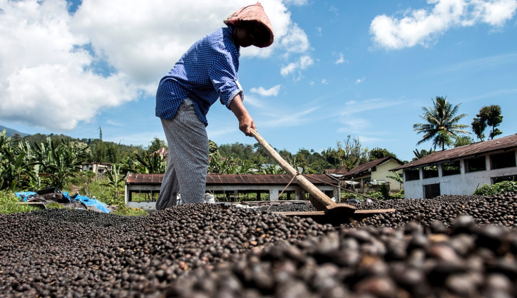 Secagem do café em terreiro convencional com homem revolvendo os grãos