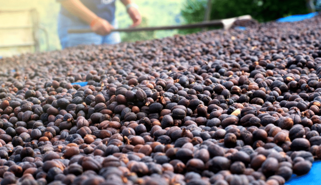 Homem realizando o revolvimento dos grãos de café em terreiro suspenso