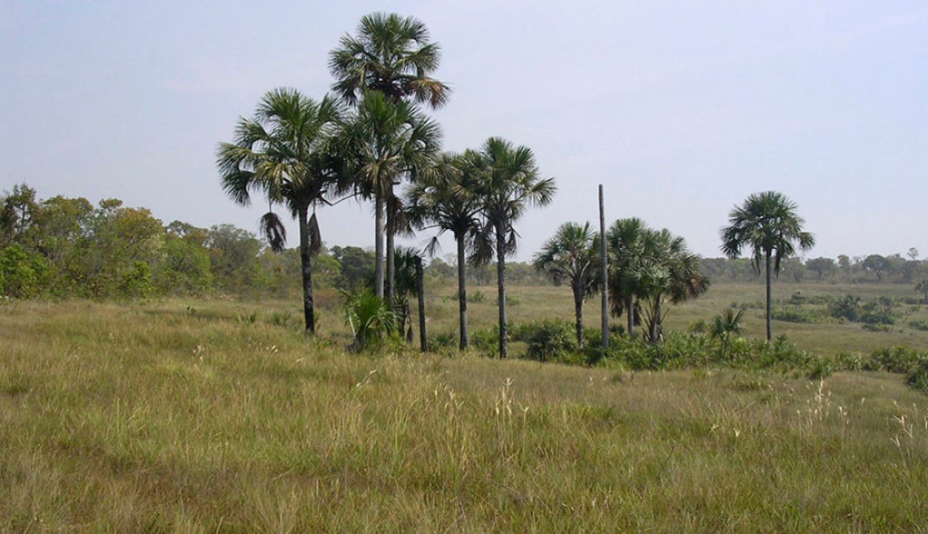 Vegetação baixa, com a presença de algumas árvores mais altas ao centro.
