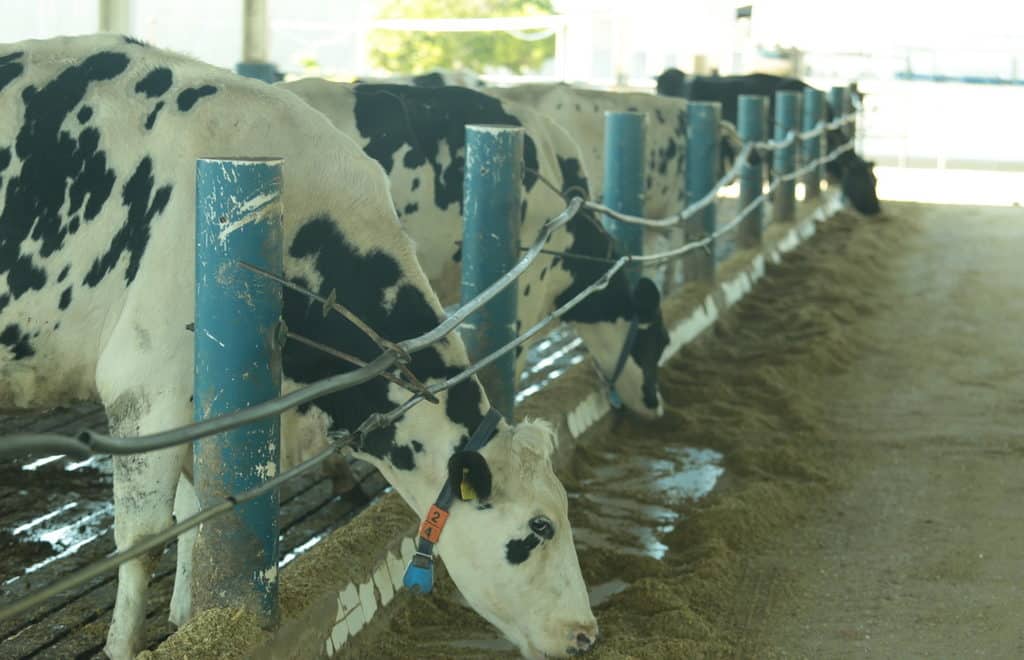 Vacas holandesas se alimentando em curral protegido do sol