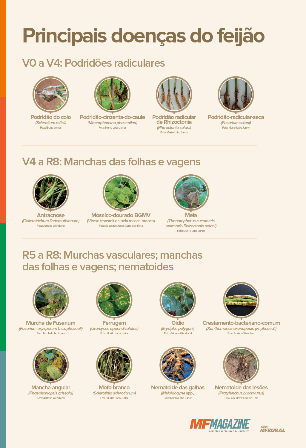 Infográfico elencando as principais doenças que ocorrem na cultura do feijão em função do estádio de desenvolvimento das plantas