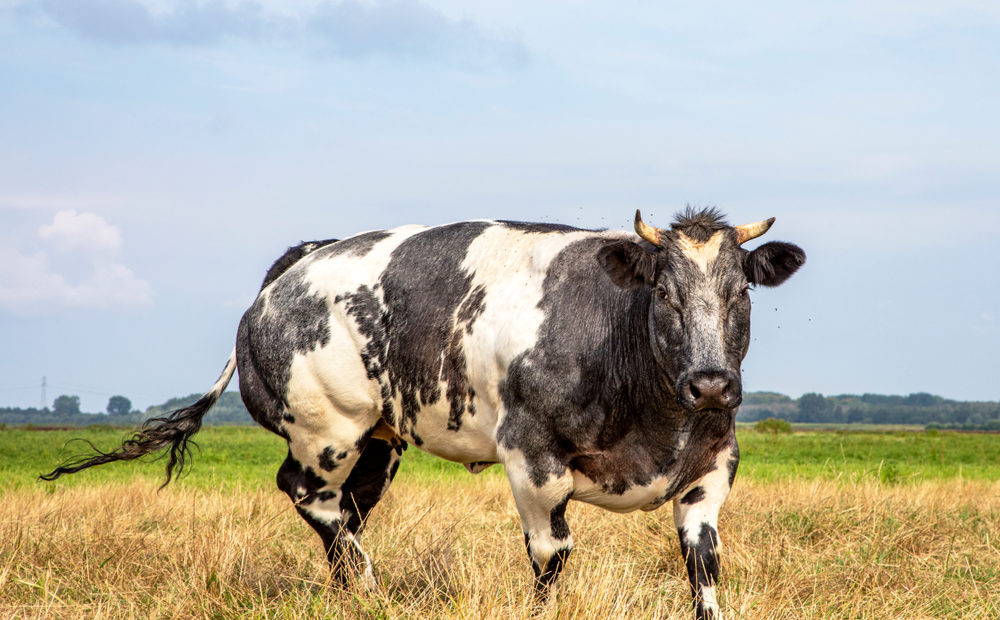 Conheça o Belgian Blue: a raça de gado super musculosa