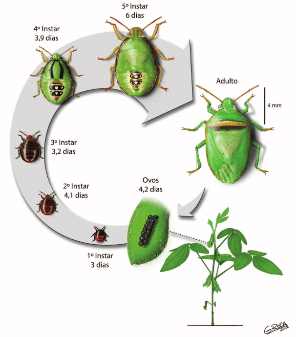 Infográfico mostrando o ciclo de vida do percevejo verde pequeno da soja