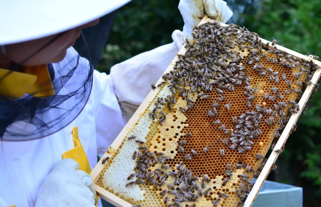 O que é preciso para criar abelhas (Apis mellifera)?