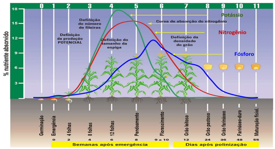 Gráfico de porcentagem de macronutrientes absorvidos em função do estádio de desenvolvimento de plantas de milho