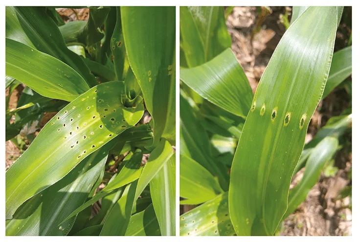 Plantas de milho com sintomas de ataque de percevejos em suas folhas