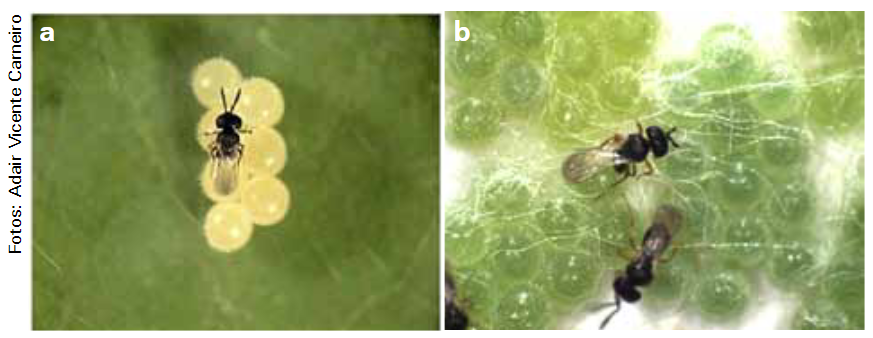 Espécie de microvespa Telenomus podisi parasitando ovos de percevejos
