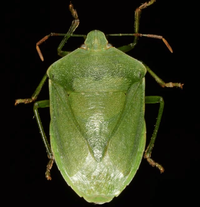 Percevejo-verde com corpo verde de aspecto brilhante, isolado em fundo preto