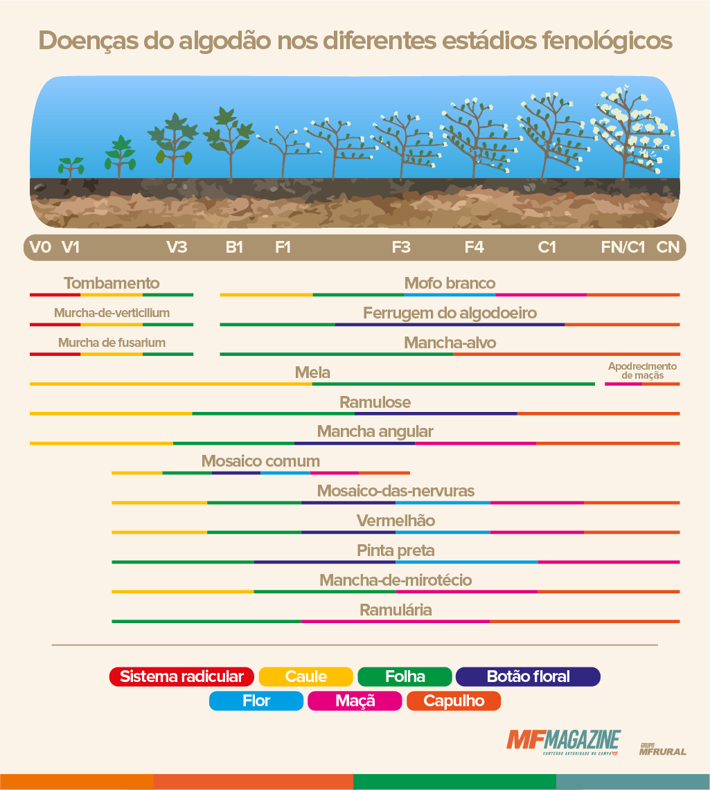 Infográfico com as doenças de ocorrência na cultura do algodão nos diferentes estádios de desenvolvimento, destacando também os órgãos da planta nos quais cada doença interfere