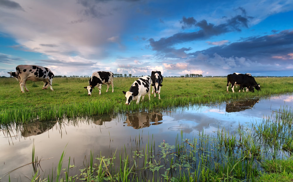 Leptospirose em bovinos: quais os sintomas, como diagnosticar e tratar essa doença
