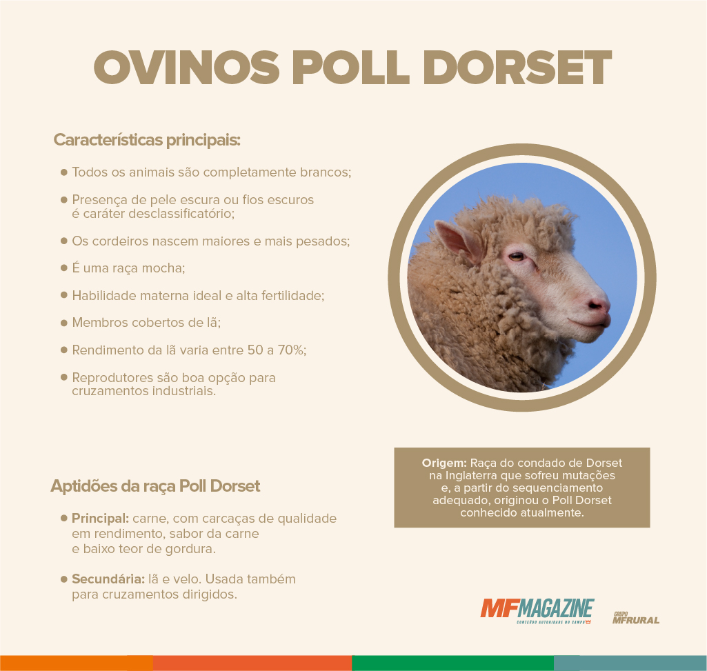 Infográfico contendo uma lista das principais características e aptidões dos ovinos da raça Poll Dorset, além de foto e destaque para a origem da raça