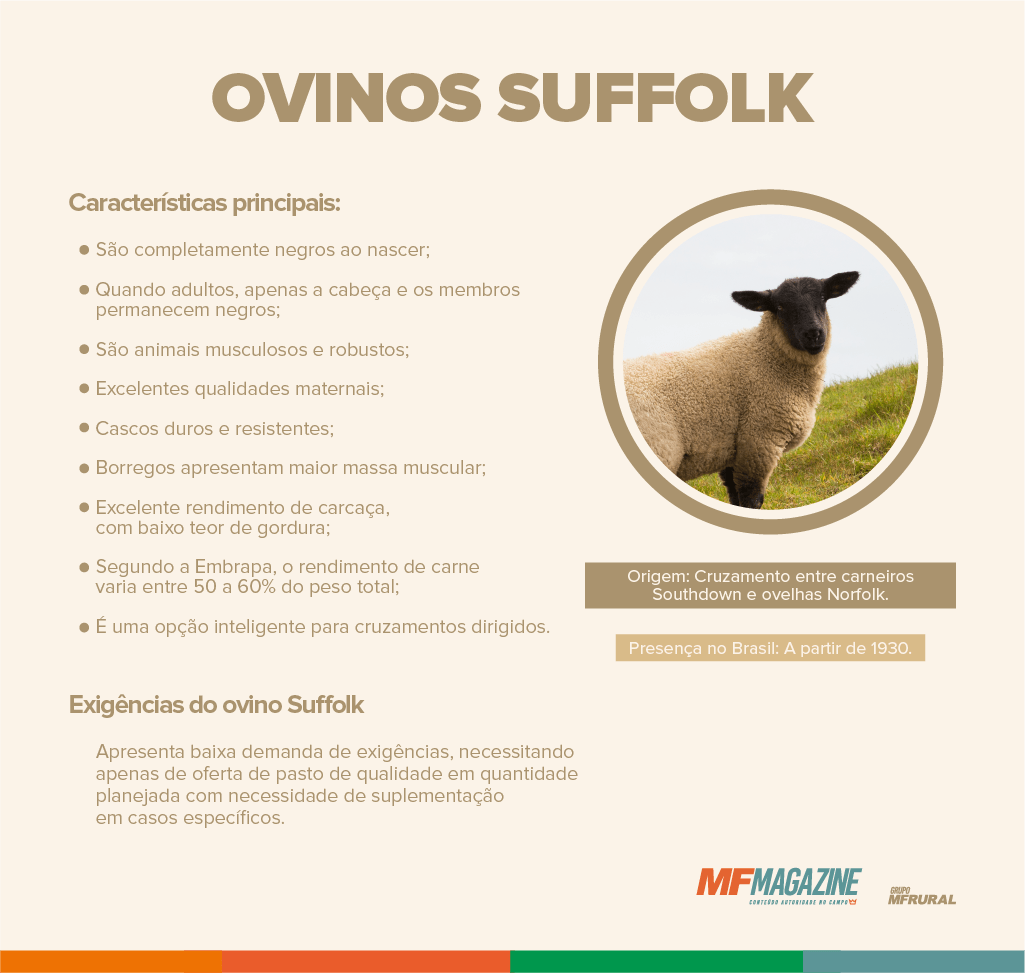 Infográfico com as principais características dos ovinos da raça Suffolk listadas e ao lado uma foto de um animal da raça