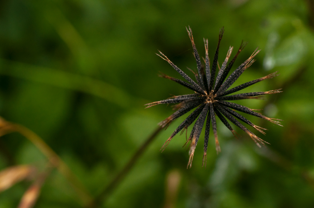 Pic o preto saiba como eliminar essa planta daninha da lavoura