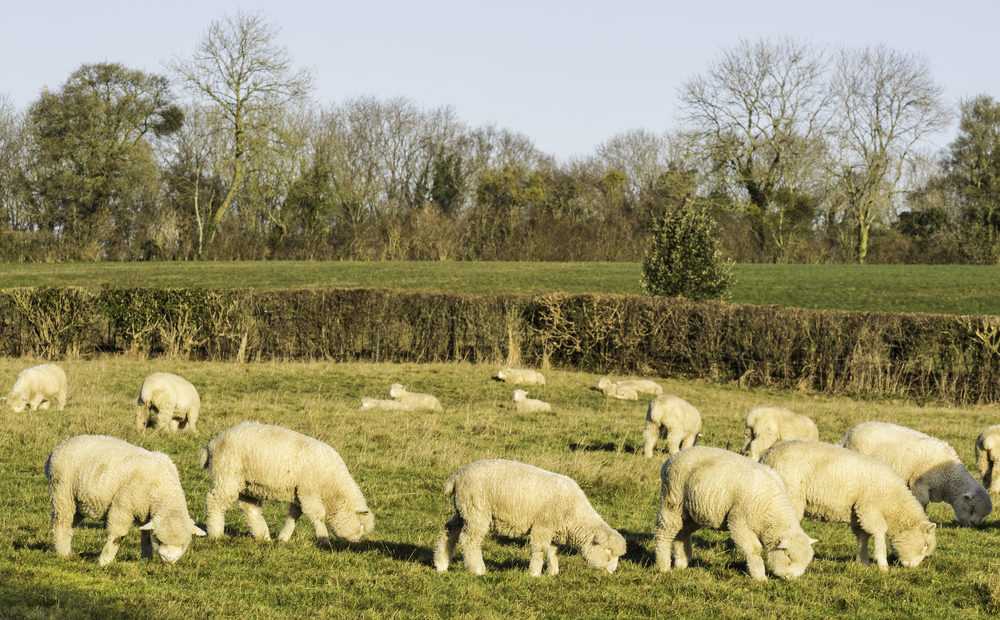 Poll Dorset: a raça de ovinos com “a melhor carne do mundo”