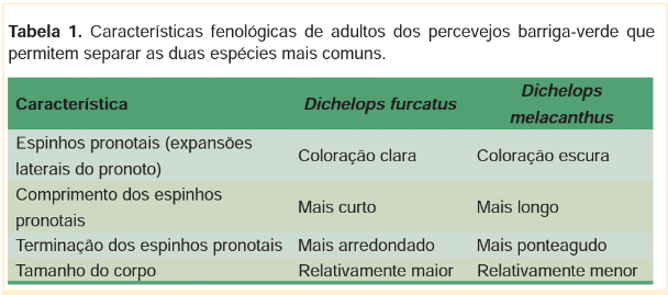 Tabela com as características de duas espécies de percevejo-barriga-verde: Dichelops furcatus Dichelops melacanthus