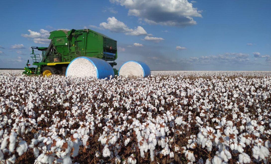 Colhedora de algodão em operação e dois fardos de algodão colhido no campo