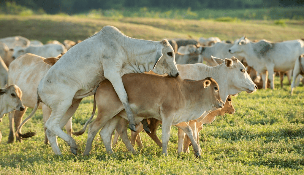 Bovinos a pasto, demonstrando o comportamento natural dos bovinos durante estro da fêmea