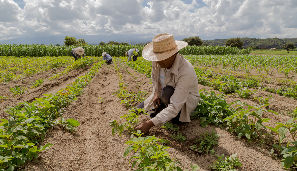 Trabalhadores em plantação fazendo a colheita