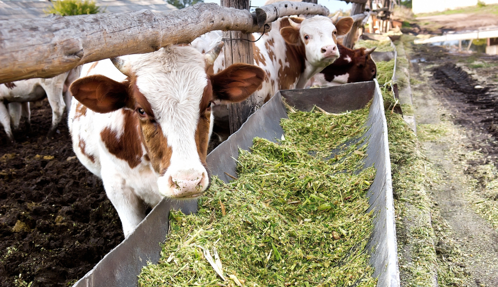 Vacas malhadas de marrom e branco alimentando-se em cocho com silagem