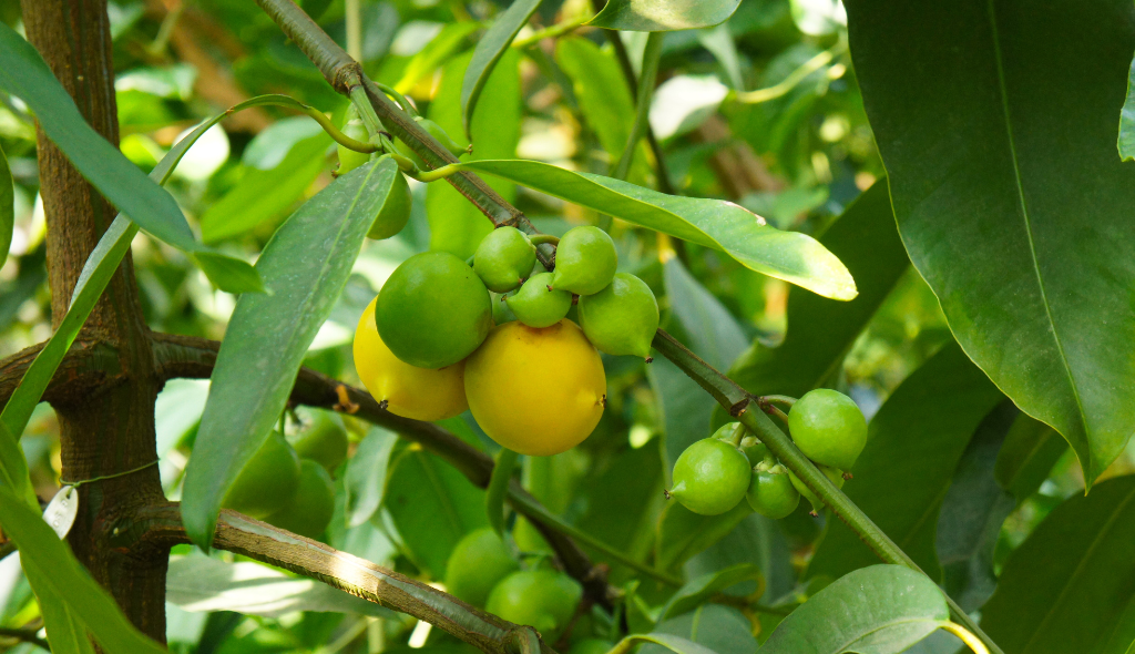 Frutos de bacuparizeiro verdes e em maturação em meio às folhas verdes