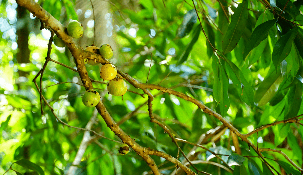 Frutos arredondados amarelos e verdes em ramos de cambucazeiro