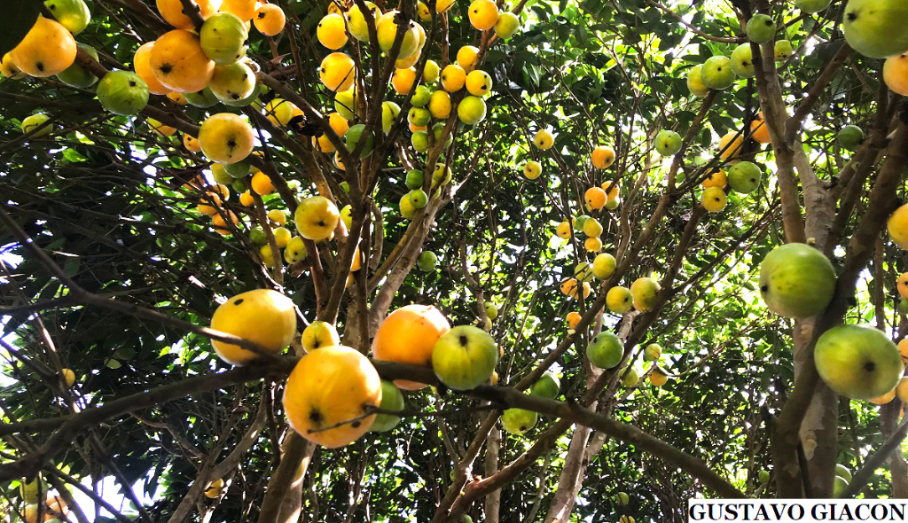 Árvore repleta de frutos de cambucá com coloração amarela e verde