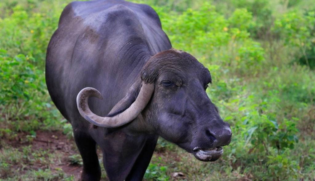 Búfalo Jafarabadi posicionado com a cabeça para frente, com destaque para a sua pelagem negra e chifres proeminentes e espiralados