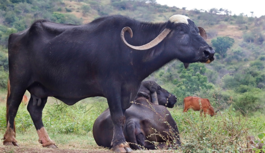 Macho da raça Jafarabadi em destaque, com pelagem negra e mancha branca na cabeça, e outro búfalo deitado logo atrás