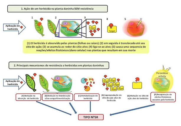 Infográfico explicando a rota de herbicidas após a aplicação e possíveis mecanismos de resistência