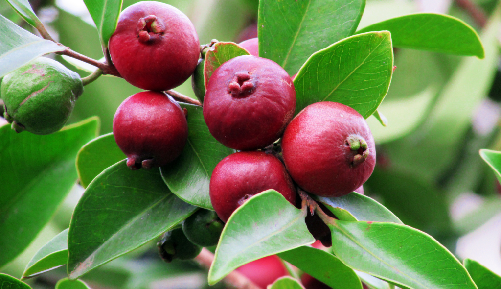 Araçá: conheça esta fruta, como plantá-la e seus benefícios