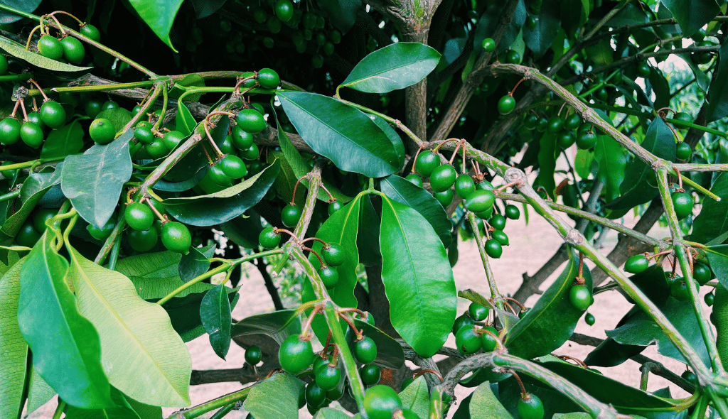 Ramos de bacupari vistos de maneira aproximada, com foco nas folhas opostas e frutos verdes