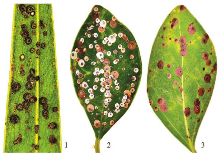 Aspecto visual da cochonilha Mycetaspis personata em folhas de diferentes espécies de plantas, demonstrando as diferenças de coloração a depender do hospedeiro