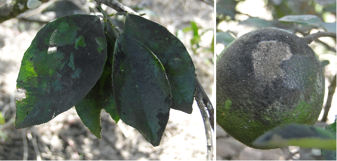 Folhas de laranja (à esquerda) e fruto de laranja (à direita) recobertos de pó preto, sintoma da doença fumagina