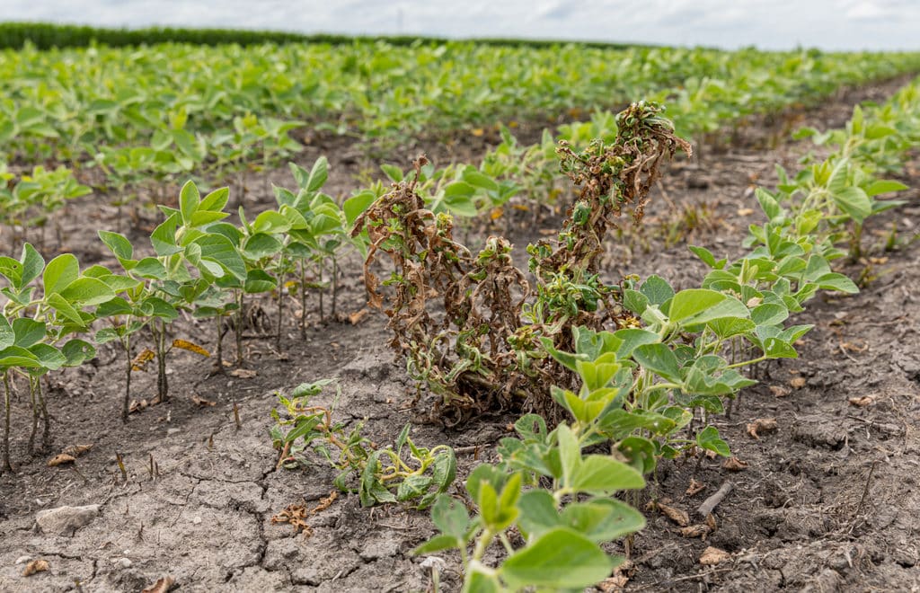 Plantação de soja com planta daninha morrendo após aplicação de herbicida