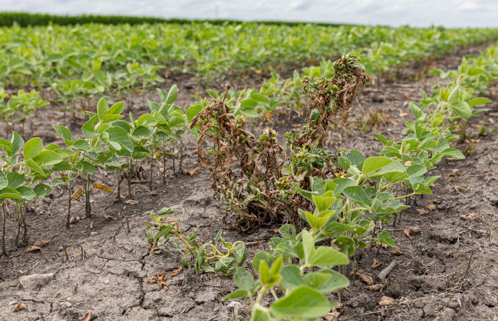 Critério para definir a escolha do herbicida com glifosato 