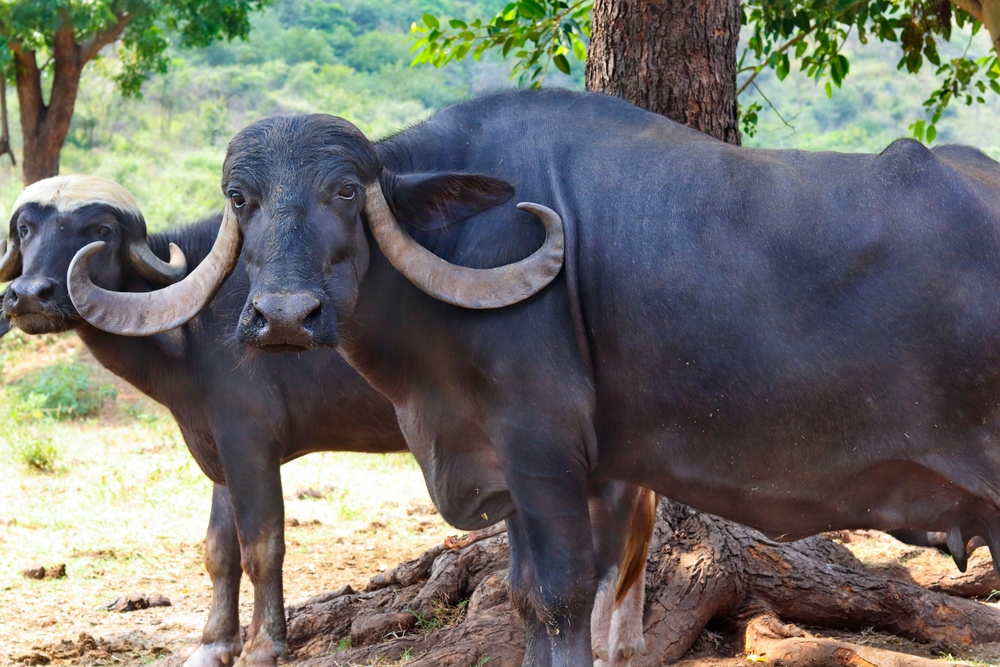 Buffalo Brasil